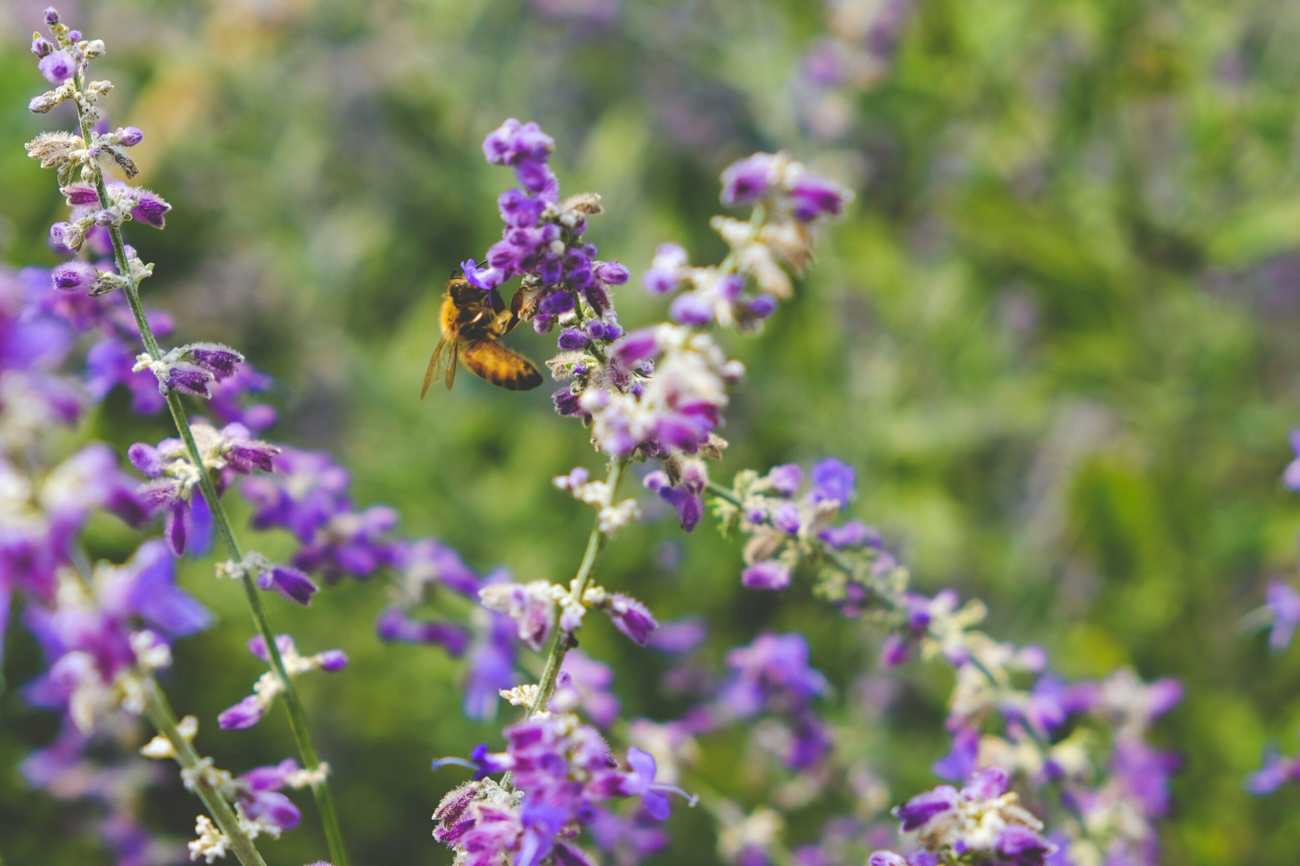 Hello World Featured Image